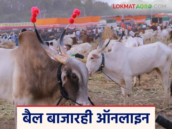 Latest News Bail Bajar Now that animals are being bought and sold online see details | Bail Bajar : आता जनावरांची ऑनलाईन खरेदी-विक्री, तुमच्याकडे रुमाल पद्धत वापरतात का? 