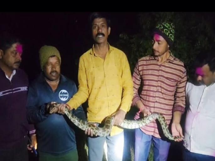 Seven foot python found in Jholewadi in Sangli | सांगलीतील झोळेवाडीत आढळला सात फुटी अजगर, पकडून नैसर्गिक अधिवासात सोडले Seven foot python found in Jholewadi in Sangli | सांगलीतील झोळेवाडीत आढळला सात फुटी अजगर, पकडून नैसर्गिक अधिवासात सोडले
