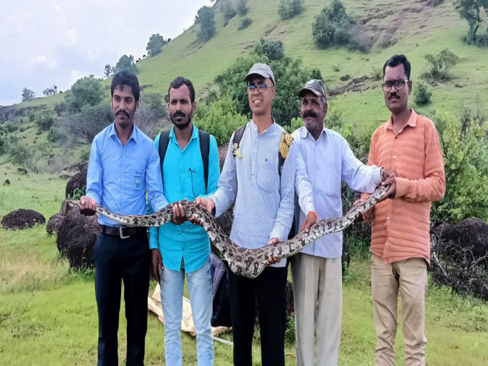 Python entered in the poultry and ate three chickens; Watch the video... | पोल्ट्रीत शिरला अन् तीन कोंबड्या खाऊन सुस्तावला; पहा व्हिडिओ...