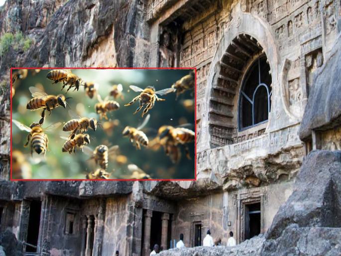Bees continue to plague Ajanta caves even after removing their hives; 25 tourists attacked by Aaagya Mohal bees again | अजिंठा लेणीत मधाचे पोळे काढल्यानंतरही उपद्रव; आग्या मोहळाचा पुन्हा २५ पर्यटकांवर हल्ला Bees continue to plague Ajanta caves even after removing their hives; 25 tourists attacked by Aaagya Mohal bees again | अजिंठा लेणीत मधाचे पोळे काढल्यानंतरही उपद्रव; आग्या मोहळाचा पुन्हा २५ पर्यटकांवर हल्ला