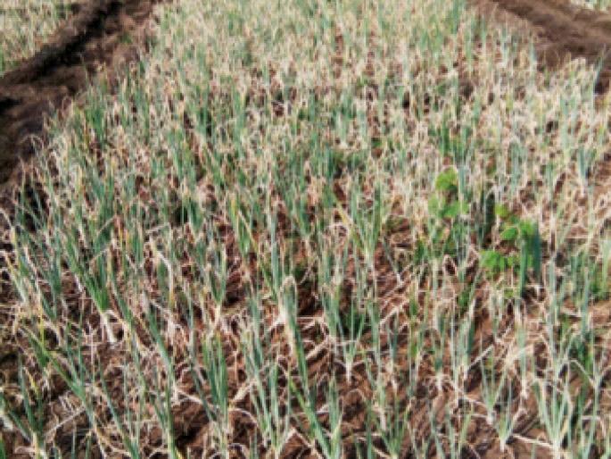 The white onion brought tears to the eyes of ‘those’ farmers; Outbreaks of fungal diseases | पांढऱ्या कांद्याने आणले ‘त्या’ शेतकऱ्यांच्या डोळ्यात पाणी; बुरशीजन्य रोगाचा प्रादुर्भाव The white onion brought tears to the eyes of ‘those’ farmers; Outbreaks of fungal diseases | पांढऱ्या कांद्याने आणले ‘त्या’ शेतकऱ्यांच्या डोळ्यात पाणी; बुरशीजन्य रोगाचा प्रादुर्भाव