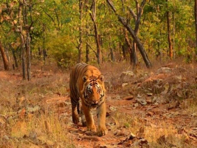Gadchiroli, Chandrapur, Yavatmal 'Red Zone' for tigers; Public awareness in sensitive villages | गडचिरोली, चंद्रपूर, यवतमाळ वाघांसाठी ‘रेड झोन’; संवेदनशील गावात जनजागृती