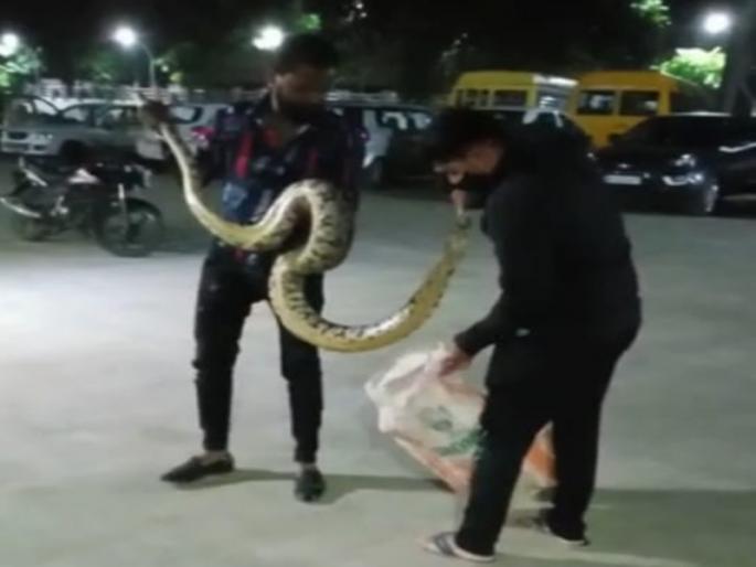 A nine-foot python weighing '18 kg 'was found in a house in Pimpri | पिंपरीत घरात आढळला '१८ किलो' वजनाचा नऊ फुटी अजगर A nine-foot python weighing '18 kg 'was found in a house in Pimpri | पिंपरीत घरात आढळला '१८ किलो' वजनाचा नऊ फुटी अजगर