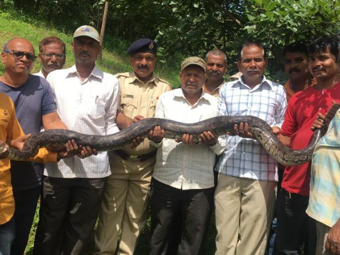 A dragon was found in a human settlement in the doorway | दरेवाडीतील मानवी वस्तीत अजगर सापडला A dragon was found in a human settlement in the doorway | दरेवाडीतील मानवी वस्तीत अजगर सापडला