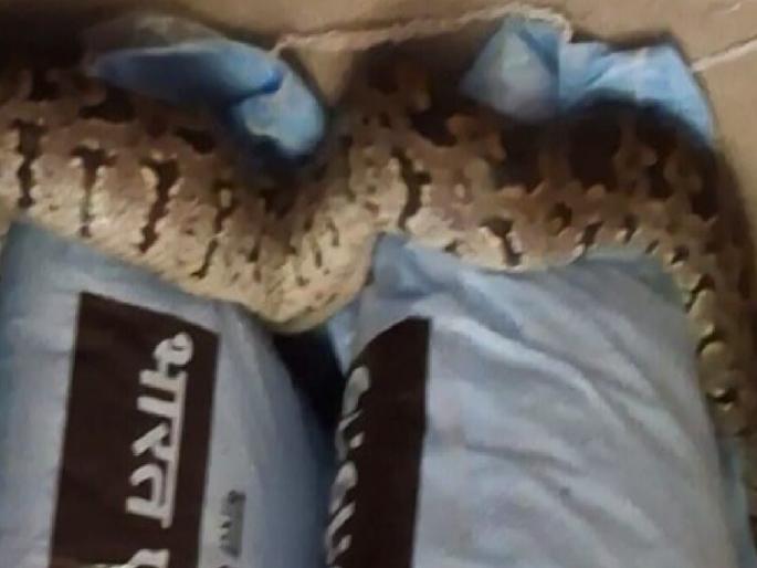 Six foot python found in fertilizer warehouse in Patpanhala Ratnagiri | Ratnagiri: पाटपन्हाळेत खताच्या गोदामात सहा फुटी अजगर