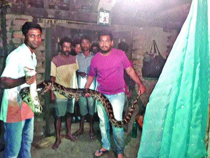 Theft caught fire in Savta here | तेराफुटी अजगराला सावटा येथे पकडले Theft caught fire in Savta here | तेराफुटी अजगराला सावटा येथे पकडले