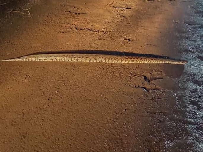 Sighting of python on Ajara-Amboli route | आजरा-आंबोली मार्गावर अजगराचे दर्शन Sighting of python on Ajara-Amboli route | आजरा-आंबोली मार्गावर अजगराचे दर्शन