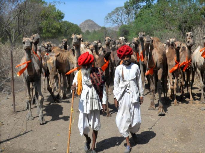 A herd of camels reached Rajasthan after traveling for 23 days on foot from Nashik! | नाशिकहून २३ दिवसांचा पायी प्रवास करत उंटांचा कळप पोहचला राजस्थानात! A herd of camels reached Rajasthan after traveling for 23 days on foot from Nashik! | नाशिकहून २३ दिवसांचा पायी प्रवास करत उंटांचा कळप पोहचला राजस्थानात!