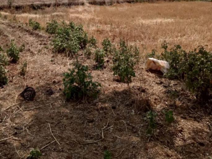 A shocking case of boyfriend trying to kill his girlfriend has happened in Hinganghat | गर्लफ्रेंड फोन उचलत नव्हती; वाट अडवून तिला निर्जनस्थळी नेले, बळजबरीने औषध पाजले अन्... A shocking case of boyfriend trying to kill his girlfriend has happened in Hinganghat | गर्लफ्रेंड फोन उचलत नव्हती; वाट अडवून तिला निर्जनस्थळी नेले, बळजबरीने औषध पाजले अन्...