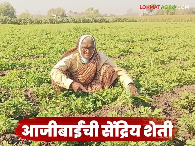 Latest News Inspiring Story 85-year-old grandmother from Jalgaon is doing organic farming read in detail | Inspiring Farming Story : 85 वर्षांची आजी आजही कसते शेती; विषमुक्त शेतीतून नवा आदर्श, वाचा सविस्तर  Latest News Inspiring Story 85-year-old grandmother from Jalgaon is doing organic farming read in detail | Inspiring Farming Story : 85 वर्षांची आजी आजही कसते शेती; विषमुक्त शेतीतून नवा आदर्श, वाचा सविस्तर