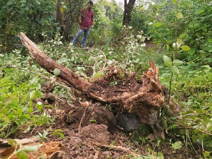 A stone fell from the fort Ajinkyatara; | किल्ले अजिंक्यतारावरून कोसळला दगड; झाडांची पडझड : दरीमुळे दुर्घटना टळली A stone fell from the fort Ajinkyatara; | किल्ले अजिंक्यतारावरून कोसळला दगड; झाडांची पडझड : दरीमुळे दुर्घटना टळली