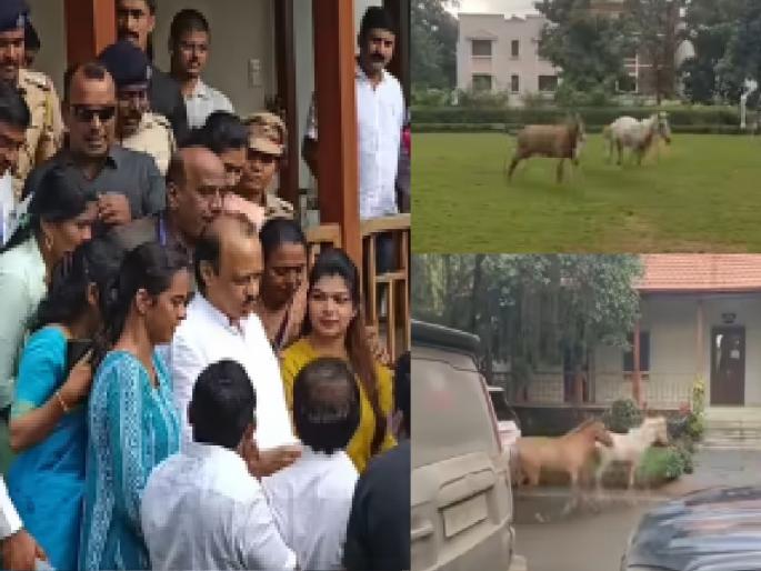 Deputy Chief Minister Ajit Pawar in the rest house kolhapur and the horses made the police sweat | Kolhapur: उपमुख्यमंत्री अजित पवार विश्रामगृहात, अन् घोड्यांनी फोडला पोलिसांना घाम-video Deputy Chief Minister Ajit Pawar in the rest house kolhapur and the horses made the police sweat | Kolhapur: उपमुख्यमंत्री अजित पवार विश्रामगृहात, अन् घोड्यांनी फोडला पोलिसांना घाम-video