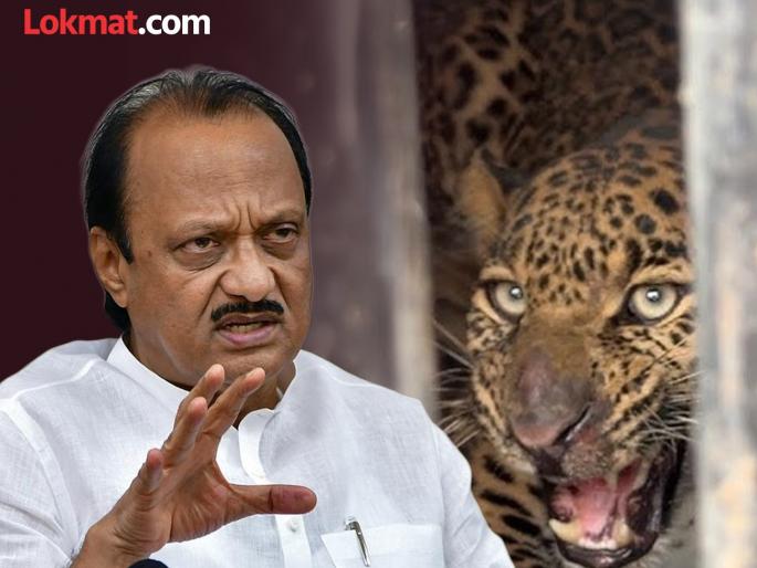 One crore goats Ajit Pawar was furious over the Forest Minister proposal calling it a ridiculous solution to the leopard menace | जंगलात एक कोटींच्या शेळ्या सोडणे हास्यास्पद; वनमंत्र्यांच्या बिबट्यांच्या उपायांची अजित पवारांनी उडवली खिल्ली One crore goats Ajit Pawar was furious over the Forest Minister proposal calling it a ridiculous solution to the leopard menace | जंगलात एक कोटींच्या शेळ्या सोडणे हास्यास्पद; वनमंत्र्यांच्या बिबट्यांच्या उपायांची अजित पवारांनी उडवली खिल्ली