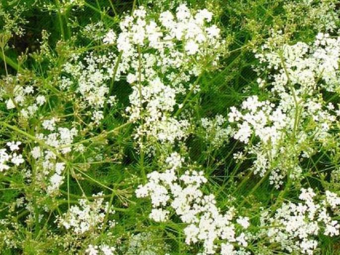 Emphasis on ajwain crop in Vidarbha; soving over three thousand hectares | विदर्भात ओवा लागवडीवर भर; तीन हजार हेक्टरवर ओवा Emphasis on ajwain crop in Vidarbha; soving over three thousand hectares | विदर्भात ओवा लागवडीवर भर; तीन हजार हेक्टरवर ओवा