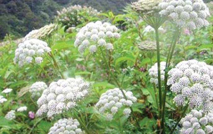 Farmers in Vidarbha trend towards ajwain cultivation! | विदर्भातील शेतकऱ्यांचा ओवा लागवडीकडे कल! Farmers in Vidarbha trend towards ajwain cultivation! | विदर्भातील शेतकऱ्यांचा ओवा लागवडीकडे कल!