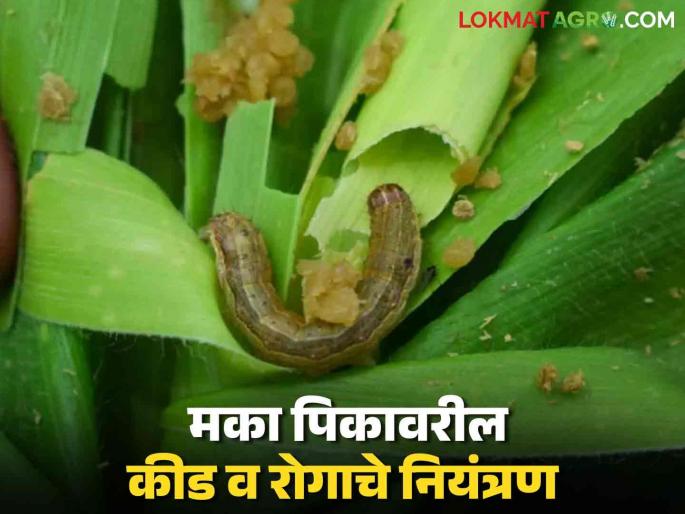 Latest News Maka Crop Management How to control pests and diseases on maize crop Learn in detail | Maka Crop Management : मका पिकावरील कीड व रोगाचे नियंत्रण कसे कराल? जाणून घ्या सविस्तर Latest News Maka Crop Management How to control pests and diseases on maize crop Learn in detail | Maka Crop Management : मका पिकावरील कीड व रोगाचे नियंत्रण कसे कराल? जाणून घ्या सविस्तर