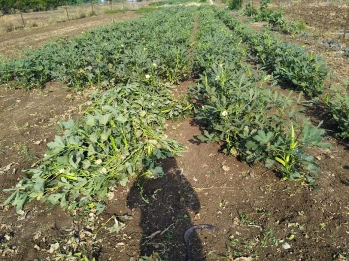 Rotting vegetables in the field; Loss of millions! | शेतात सडतोय भाजीपाला; लाखोंचे नुकसान! Rotting vegetables in the field; Loss of millions! | शेतात सडतोय भाजीपाला; लाखोंचे नुकसान!