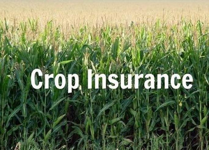 exclude from the benefit of crop insurance | पीक विम्याच्या लाभातून कुरणखेड महसूल मंडळाला वगळले! exclude from the benefit of crop insurance | पीक विम्याच्या लाभातून कुरणखेड महसूल मंडळाला वगळले!