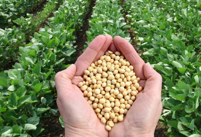 37 crore saved by using home grown seeds! | घरचे बियाणे वापरल्याने शेतकऱ्यांचे वाचले ३७ कोटी! 37 crore saved by using home grown seeds! | घरचे बियाणे वापरल्याने शेतकऱ्यांचे वाचले ३७ कोटी!