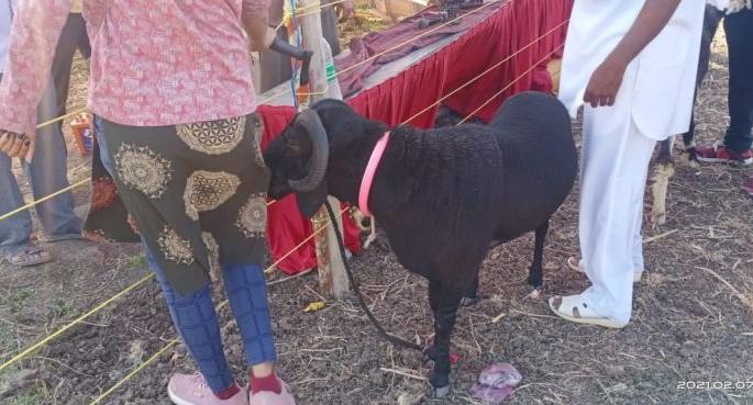 Raid on fight of Goats at Akola | बाेकडांच्या झुंजीवर चालणाऱ्या जुगारावर धाड, आठ जणांना अटक Raid on fight of Goats at Akola | बाेकडांच्या झुंजीवर चालणाऱ्या जुगारावर धाड, आठ जणांना अटक