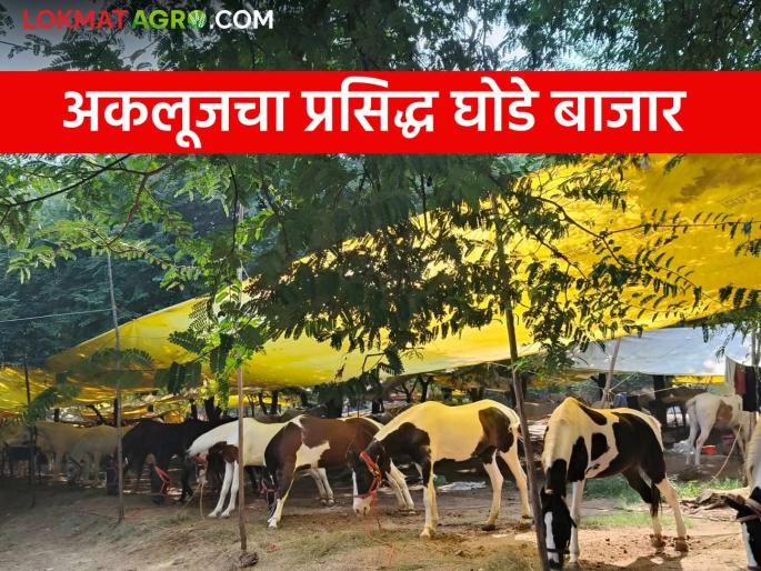 Akluj Ghoda Bazar : The turnover of Akluj market committee horse market is around 2 crores | Akluj Ghoda Bazar : अकलूज बाजार समितीच्या घोडेबाजारात तब्बल २ कोटींची उलाढाल Akluj Ghoda Bazar : The turnover of Akluj market committee horse market is around 2 crores | Akluj Ghoda Bazar : अकलूज बाजार समितीच्या घोडेबाजारात तब्बल २ कोटींची उलाढाल