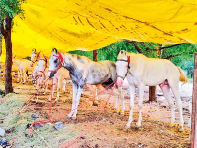 300 pedigree horses from across the country, including Marwar and Punjabi Nukra breeds, are available at Akluj's horse market | अकलूजच्या घोडेबाजारात मारवाड, पंजाबी नुक्रा जातींसह देशभरातून ३०० जातीवंत घोडे 300 pedigree horses from across the country, including Marwar and Punjabi Nukra breeds, are available at Akluj's horse market | अकलूजच्या घोडेबाजारात मारवाड, पंजाबी नुक्रा जातींसह देशभरातून ३०० जातीवंत घोडे