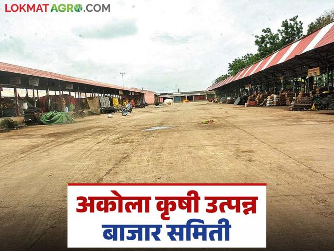 Akola APMC: Akola Market Committee has been in a state of drought for two days; Read the reason in detail | Akola APMC : अकोला बाजार समितीत दोन दिवसांपासून शुकशुकाट; काय आहे कारण ते वाचा सविस्तर Akola APMC: Akola Market Committee has been in a state of drought for two days; Read the reason in detail | Akola APMC : अकोला बाजार समितीत दोन दिवसांपासून शुकशुकाट; काय आहे कारण ते वाचा सविस्तर