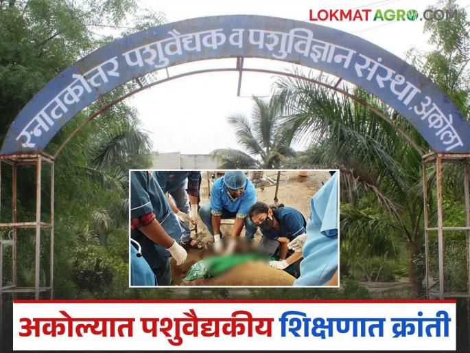 latest news Akola Veterinary College: A new dimension to veterinary education in Akola! Read in detail | Akola Veterinary College : अकोल्यात पशुवैद्यकीय शिक्षणाला नवा आयाम! वाचा सविस्तर latest news Akola Veterinary College: A new dimension to veterinary education in Akola! Read in detail | Akola Veterinary College : अकोल्यात पशुवैद्यकीय शिक्षणाला नवा आयाम! वाचा सविस्तर