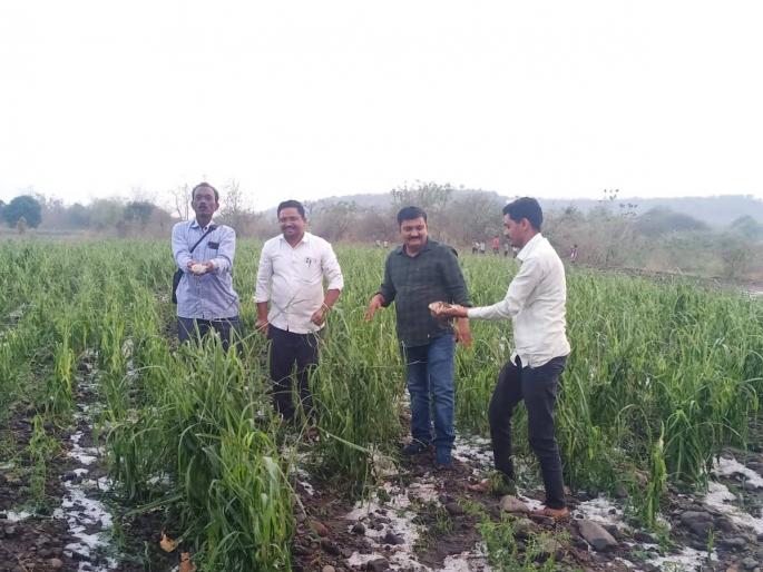 50 villages hit by 'Avakali', crops affected on 3476 hectares; 3721 loss to farmers | ५० गावांना बसला ‘अवकाळी’चा फटका, ३४७६ हेक्टरवरील पिके बाधीत; ३७२१ शेतकऱ्यांचे नुकसान