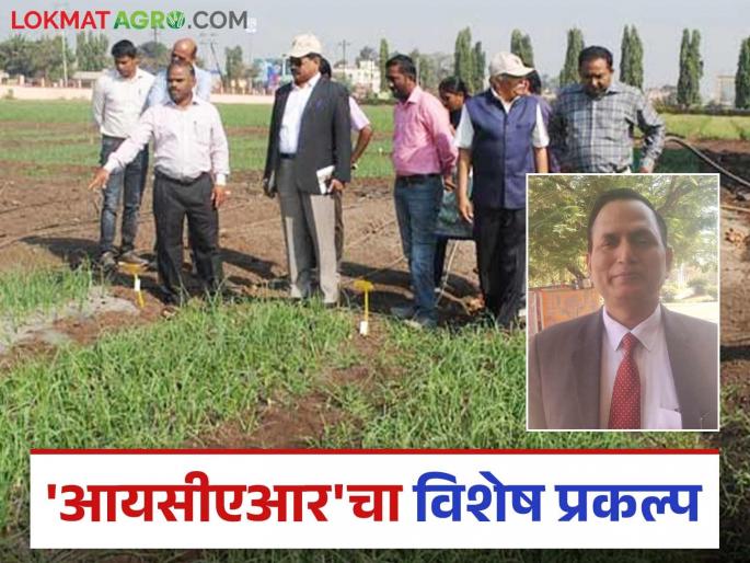 ICAR Resarch : A special project of 'ICAR' in the country to double the income for farmer | ICAR Resarch: दुप्पट उत्पन्न वाढीसाठी देशात 'आयसीएआर'चा विशेष प्रकल्प ICAR Resarch : A special project of 'ICAR' in the country to double the income for farmer | ICAR Resarch: दुप्पट उत्पन्न वाढीसाठी देशात 'आयसीएआर'चा विशेष प्रकल्प