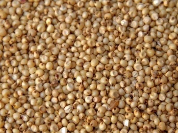 akola district got the target of procurement of 28 thousand 500 quintals of jowar | जिल्ह्याला २८,५०० क्विंटल ज्वारी खरेदीचे उद्दिष्ट मिळाले वाढवून; शेतकऱ्यांना २० जूनपर्यंत करता येणार ऑनलाइन नोंदणी akola district got the target of procurement of 28 thousand 500 quintals of jowar | जिल्ह्याला २८,५०० क्विंटल ज्वारी खरेदीचे उद्दिष्ट मिळाले वाढवून; शेतकऱ्यांना २० जूनपर्यंत करता येणार ऑनलाइन नोंदणी
