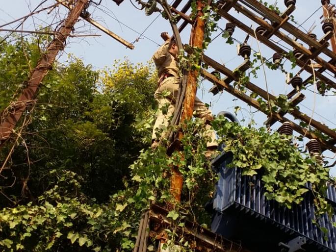Cleanlines drive of Msedcl In the Akola zone |  अकोला परिमंडळातील २ हजार ९०६ रोहित्र व खांब केले वेलीमुक्त Cleanlines drive of Msedcl In the Akola zone |  अकोला परिमंडळातील २ हजार ९०६ रोहित्र व खांब केले वेलीमुक्त