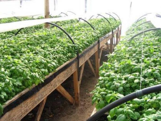 New application in agriculture, prosperity through 'spices'; One thousand farmers planted in Akola district | शेतीत नवा प्रयाेग, ‘मसाल्या’तून समृद्धी; अकोला जिल्ह्यात एक हजार शेतकऱ्यांनी केली लागवड New application in agriculture, prosperity through 'spices'; One thousand farmers planted in Akola district | शेतीत नवा प्रयाेग, ‘मसाल्या’तून समृद्धी; अकोला जिल्ह्यात एक हजार शेतकऱ्यांनी केली लागवड