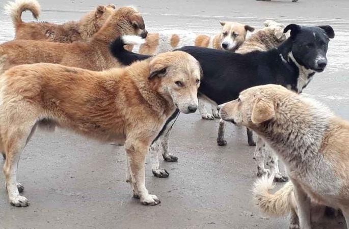 The corporation rushed for the collection of stray dogs | भटक्या श्वानांच्या बंदाेबस्तासाठी मनपा सरसावली The corporation rushed for the collection of stray dogs | भटक्या श्वानांच्या बंदाेबस्तासाठी मनपा सरसावली