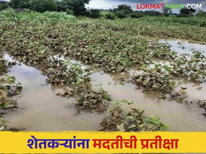 Crop Damage : Loss of crops on thousands of hectares; Report sent to Divisional Commissioner | Crop Damage : हजारो हेक्टरवरील पिकांचे नुकसान; विभागीय आयुक्तांकडे पाठविला अहवाल Crop Damage : Loss of crops on thousands of hectares; Report sent to Divisional Commissioner | Crop Damage : हजारो हेक्टरवरील पिकांचे नुकसान; विभागीय आयुक्तांकडे पाठविला अहवाल