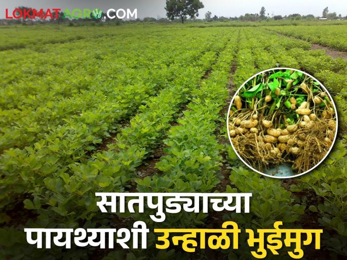 Latest News Summer groundnut cultivation on 125 hectares at the foothills of Satpuda | सातपुड्याच्या पायथ्याशी बहरला उन्हाळी भुईमुग, तब्बल 125 हेक्टरवर लागवड  Latest News Summer groundnut cultivation on 125 hectares at the foothills of Satpuda | सातपुड्याच्या पायथ्याशी बहरला उन्हाळी भुईमुग, तब्बल 125 हेक्टरवर लागवड