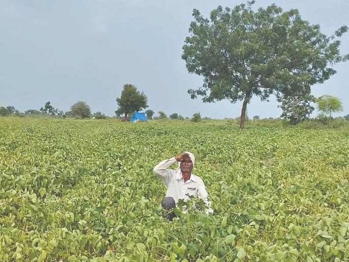 Akola: Alarming! There has been no rain for 26 days in 9 revenue circles of Akola district | Akola: चिंताजनक! अकोला जिल्ह्यातील ९ महसूल मंडळांत २६ दिवसांपासून पाऊसच नाही Akola: Alarming! There has been no rain for 26 days in 9 revenue circles of Akola district | Akola: चिंताजनक! अकोला जिल्ह्यातील ९ महसूल मंडळांत २६ दिवसांपासून पाऊसच नाही