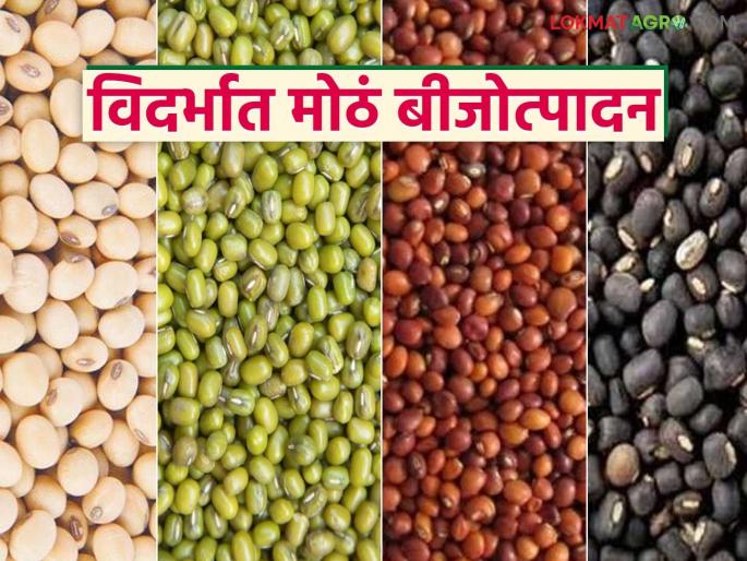 latest news Seed Production: Big leap in soybean, tur, moong, urad seed production; Punjabrao Deshmukh Agricultural University Read more in detail | Seed Production : सोयाबीन, तूर, मूग, उडीद बीजोत्पादनात मोठी झेप; पंजाबराव देशमुख कृषी विद्यापीठ पुढे वाचा सविस्तर latest news Seed Production: Big leap in soybean, tur, moong, urad seed production; Punjabrao Deshmukh Agricultural University Read more in detail | Seed Production : सोयाबीन, तूर, मूग, उडीद बीजोत्पादनात मोठी झेप; पंजाबराव देशमुख कृषी विद्यापीठ पुढे वाचा सविस्तर