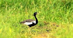 Akola's list of birds will be created; EFEC's initiative | अकोल्यातील पक्षी वैभवाची सूची तयार होणार; ईएफईसीचा पुढाकार Akola's list of birds will be created; EFEC's initiative | अकोल्यातील पक्षी वैभवाची सूची तयार होणार; ईएफईसीचा पुढाकार