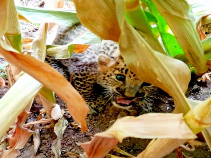 A baby calf was found at Dhamangaon Awari | धामणगाव आवारी येथे बबट्याचा बछडा आढळला A baby calf was found at Dhamangaon Awari | धामणगाव आवारी येथे बबट्याचा बछडा आढळला