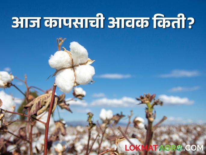 latest News Cotton market Find out price of thick cotton in Akot market see kapus bajarbhav | Cotton Market : आकोट बाजारात जाड्या कापसाला काय भाव मिळाला, जाणून घ्या सविस्तर latest News Cotton market Find out price of thick cotton in Akot market see kapus bajarbhav | Cotton Market : आकोट बाजारात जाड्या कापसाला काय भाव मिळाला, जाणून घ्या सविस्तर
