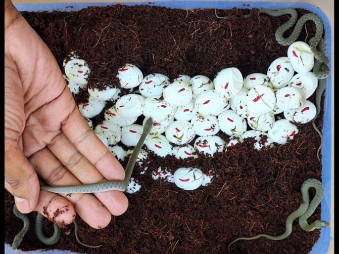 snake friend gave life to 81 baby snakes; Take special care of eggs for 24 days | 'त्याने' दिले चक्क सापाच्या ८१ पिल्लांना जीवदान; २४ दिवस अंड्यांची घेतली विशेष काळजी snake friend gave life to 81 baby snakes; Take special care of eggs for 24 days | 'त्याने' दिले चक्क सापाच्या ८१ पिल्लांना जीवदान; २४ दिवस अंड्यांची घेतली विशेष काळजी
