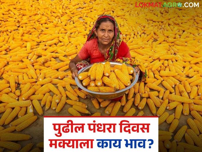 Latest news Maka Bajar Bhav What price will maize get till Akshaya Tritiya Read in detail | Maka Bajar bhav : मक्याला काय दर मिळतोय? आखाजीपर्यंत कसे दर मिळतील? वाचा सविस्तर  Latest news Maka Bajar Bhav What price will maize get till Akshaya Tritiya Read in detail | Maka Bajar bhav : मक्याला काय दर मिळतोय? आखाजीपर्यंत कसे दर मिळतील? वाचा सविस्तर