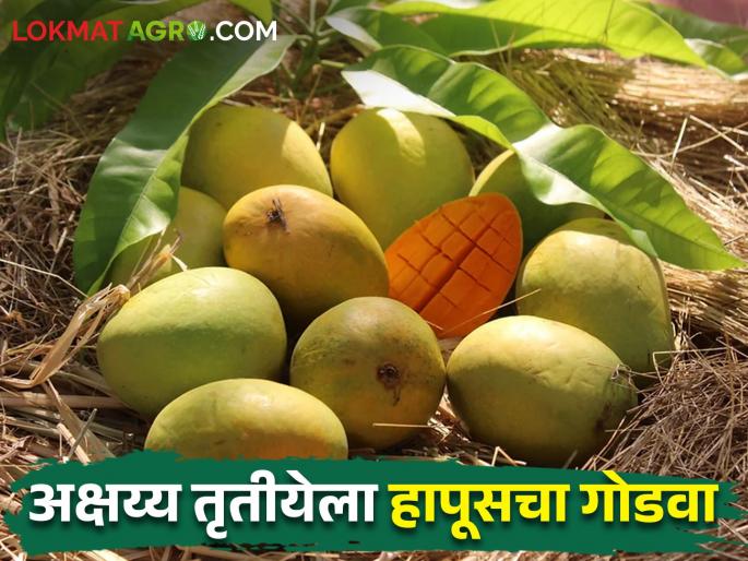 On Akshaya Tritiya, 1 lakh Hapus Mango Peti arrival in Mumbai market committee | Mango Market अक्षय्य तृतीयेला मुंबई बाजार समितीत १ लाख हापूस पेट्यांची आवक