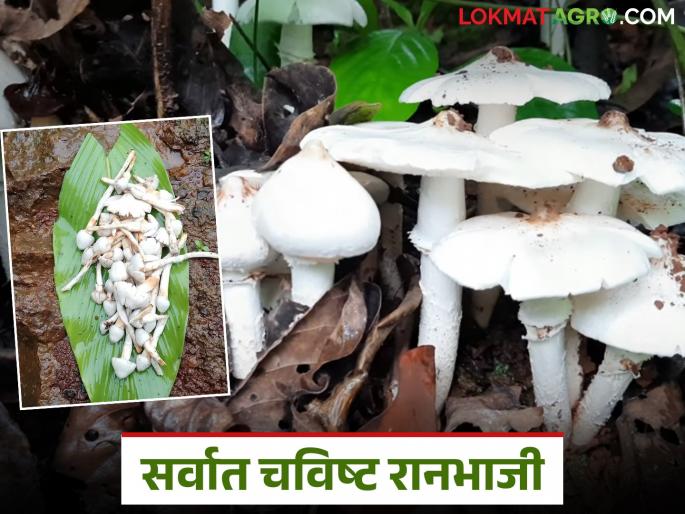 These are the numerous benefits of eating 'Alambi', the most delicious wild vegetable that comes during the monsoon | पावसाळ्यात येणारी सर्वात चविष्ट रानभाजी 'अळंबी' खाल्याने होतायत 'हे' असंख्य फायदे