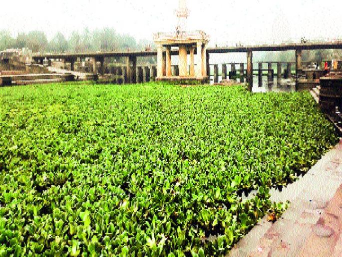 The water level on the Indrayani in Alandi, the intense displeasure of the devotees | आळंदीत इंद्रायणीवर जलपर्णीचा थर, भाविकांची तीव्र नाराजी The water level on the Indrayani in Alandi, the intense displeasure of the devotees | आळंदीत इंद्रायणीवर जलपर्णीचा थर, भाविकांची तीव्र नाराजी