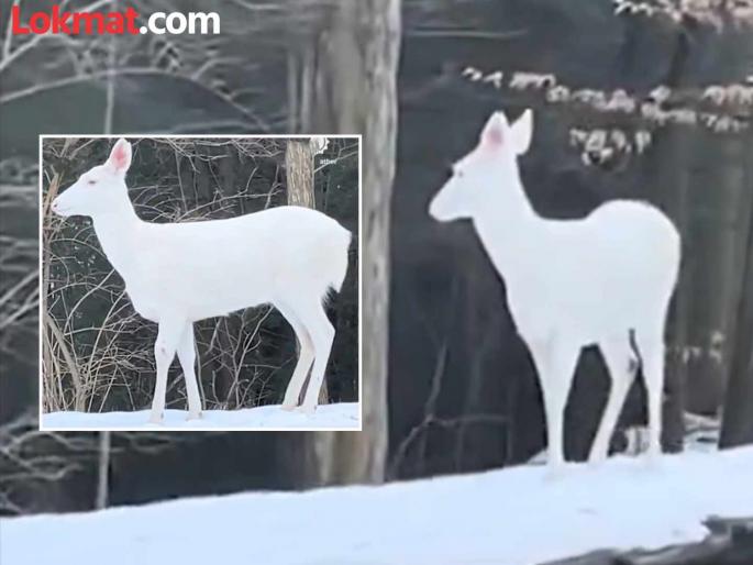 Rare albino deer caught on camera amazed internet people | VIDEO : जंगलात दिसलं दुर्मीळ पांढरं हरीण, पहिल्यांदा पाहिलं तर लोकांना वाटली बर्फाची मूर्ती! Rare albino deer caught on camera amazed internet people | VIDEO : जंगलात दिसलं दुर्मीळ पांढरं हरीण, पहिल्यांदा पाहिलं तर लोकांना वाटली बर्फाची मूर्ती!