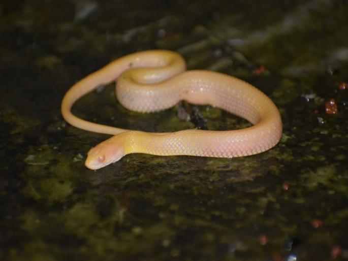 A rare snake of Albino name found in Pune district | पुणे जिल्ह्यात पहिल्यांदाच सापडला अलबिनो जातीचा दुर्मिळ साप A rare snake of Albino name found in Pune district | पुणे जिल्ह्यात पहिल्यांदाच सापडला अलबिनो जातीचा दुर्मिळ साप