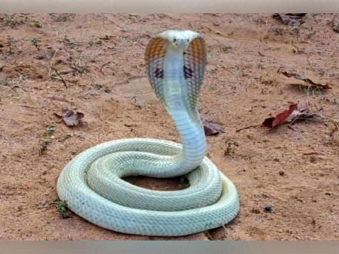 Rare white albino cobra snake found in Sironcha, released safely in forest | सिरोंचात आढळला दुर्मीळ पांढरा साप, सुरक्षित सोडला जंगलात Rare white albino cobra snake found in Sironcha, released safely in forest | सिरोंचात आढळला दुर्मीळ पांढरा साप, सुरक्षित सोडला जंगलात