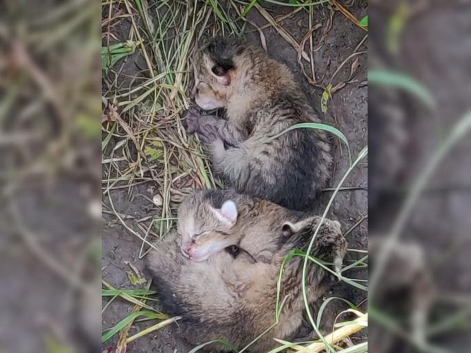 Three leopard cubs found in Dabhadi Nashik; Panic spread among the citizens | दाभाडीत आढळली बिबट्याची तीन बछडे; नागरिकांमध्ये पसरली दहशत Three leopard cubs found in Dabhadi Nashik; Panic spread among the citizens | दाभाडीत आढळली बिबट्याची तीन बछडे; नागरिकांमध्ये पसरली दहशत